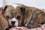 Zoete bulldog-puppy's