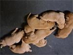 BLONDE LABRADOR PUPS