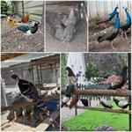 Diverse soorten sier pluimvee / vogels