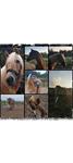 Haflinger merrie