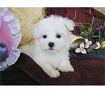 Vrouwelijke Maltese Pup