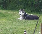 Husky teefje