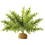 Boston Fern