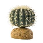 Barrel Cactus