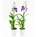Orchidee Dendrobium Sa-nook Bl Happiness blauw (2 stuks)