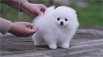 pomeriaantjes/keeshond pup reu met stamboom,