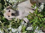 BLONDE LABRADOR PUPS