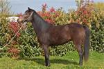 Paard te koop
