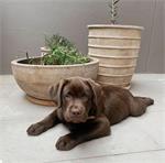 Schattige jonge chocolade Labrador Retriever