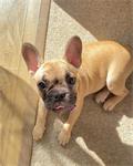 Mooie Franse Bulldog-puppy