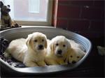 Mooie Golden Retriever pups .