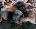 Mooie donkere pups