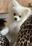 Pomeranian reutje
