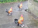 4 leuke hanen