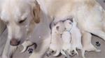Schattige golden retriever pupjes.