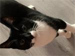 Kitten 6 maanden