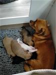 aangeboden vijf mooie  kruising pups 