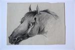 Head of a horse (Tekening van het hoofd van een paard).