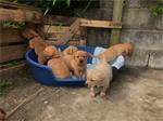 Aanbiddelijke Labrador Pupies!!