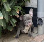 Blauwe Franse Bulldog Pups.