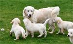 Golden retriever pups met ouders te zien.
