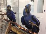 Hyacint ara & blauw en goud te koop