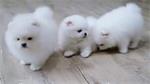 Dwergkees/Keeshound/Pomeranian