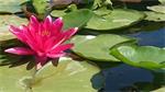 Nymphaea Attraction