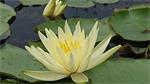 Nymphaea Yellow Sensation