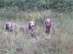 Puppy's verwacht