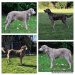 Prachtige  puppy’s verwacht