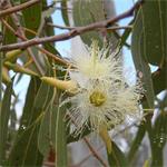BeautifulYou Eucalyptus, etherische olie 100 ml BeautifulYou