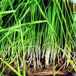 BeautifulYou Citroengras (lemongrass), etherische olie 100 m