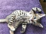 Bengal kittens