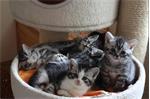 Prachtige brits/ britse korthaar kittens