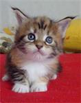 Maine Coon-kittens met volledige stamboom