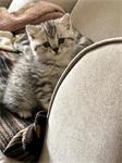 Brits korthaar kitten