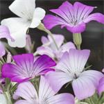 Zaden van de allermooiste bloemen en planten
