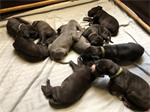 Leuke Duitse Dog pups te koop