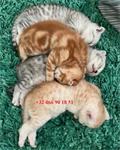 Prachtige Scottish Fold Kittens