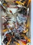 Israel import koi & butterfly koi A kwaliteit