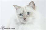 Famous Pets Pictures - Huisdierfotografie