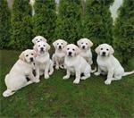 Labrador retriever pups
