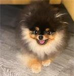 Pomeranian pups