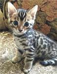 Mooie Bengaal kittens