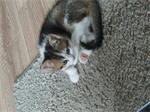 Kittens