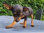 2 dwergpinscher reutjes