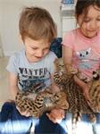 serval, caracat en caracal kittens beschikbaar