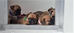 Franse bulldog puppy's met stamboom