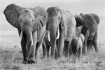 Glasschilderij kudde olifanten | Ter Halle | 518